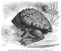 suriname-toad-granger