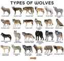 Types-of-Wolves-1424925817