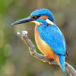 kingfisher