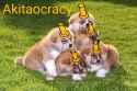 akita-puppies_sima_Shutterstock-1~2