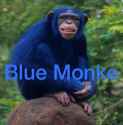 bluemonke