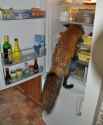 fox_fridge