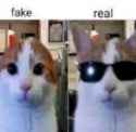 fake cat versus real cat