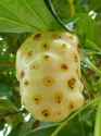 noni ripe