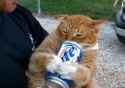 odd_cat_beer