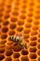 bee-on-honeycomb-savannah-bee-company_1