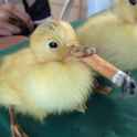 duck cig