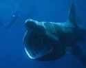 Basking Shark