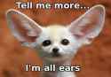 all ears