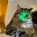 catatthedisco