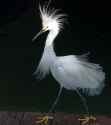 Snowy-Egret-displaying-on-a-pier-May-2009-photo-by-Jason-Engman