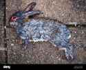 dead-rabbit-with-its-eyes-picked-out-BX1EGW