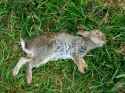 Dead_rabbit,_near_Cuckoo&#039;s_Knob_-_geograph.org.uk_-_1326830