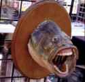 peixe eddie murphy