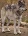 full life wolf