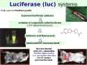luciferase
