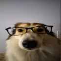 perro_inteligentoso