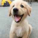 happypup
