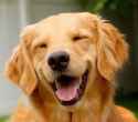 dogsmile2