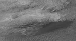 Martian Parrot M1402185
