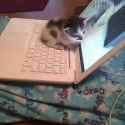 kittyputer
