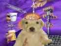 dogi