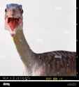 front-view-with-mouth-open-model-of-a-the-head-and-long-thin-neck-of-a-compsognathus-dinosaur-the-open-mouth-exposes-rows-of-small-sharp-teeth-PFFXTW