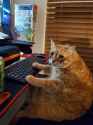 kot computer