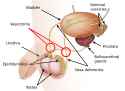 male_reproductive