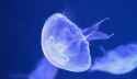 moon-jellyfish-aurelia-aurita-floating-in-the-ocean-two-column.jpg.thumb.768.768