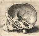 Wenceslas_Hollar_-_Skull_with_the_left_side_of_cranium_removed