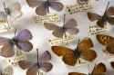 Nabokov_specimens
