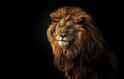 Lion-Wallpaper-21