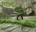 ZooWitchcraft