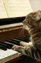 catpiano