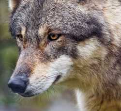 wolf_predator_wild_987605_1280x720