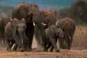 elephants-carbon