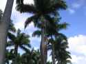 palm trees
