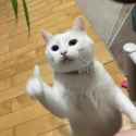 catthumbs