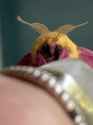 adorable-little-rosy-maple-moth-southern-illinois-v0-rwhr3gr62ceb1
