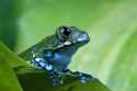 peacock_tree_frog