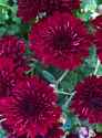 images (1)