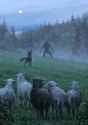 jakub-rozalski-wilk-syty-owca-calas