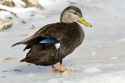 American-Black-Duck_Thinkstock_2