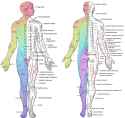 dermatome-levels
