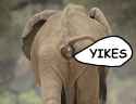 elephant-yikes