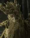 groot