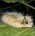 cat-worm