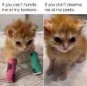 cat-memes-24-20250319