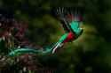 Quetzal